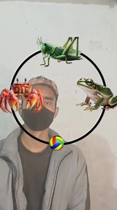 Insect 🐝 puzzle 🧩 #insects #reels #newchallenge #puzzle #challenge | Fact Video 01