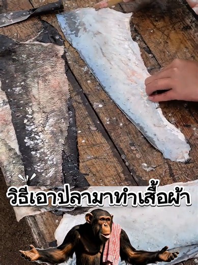 วิธีทำเสื้อผ้าจากปลา: แค่ทำบุญก็มีสไตล์!