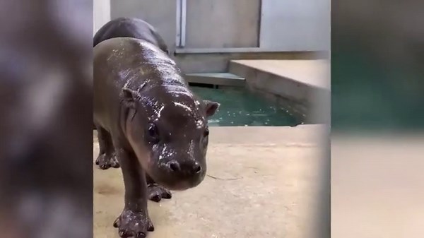 Hugo the feisty baby pygmy hippo chases bubbles and mom in adorable viral clips