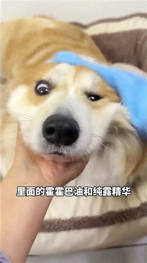 For the daily cleaning of a dog with obsessive-compulsive disorder about cleanliness u