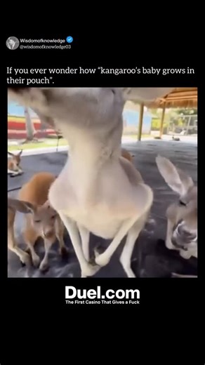 𝐖𝐢𝐬𝐝𝐨𝐦 𝐨𝐟 𝐤𝐧𝐨𝐰𝐥𝐞𝐝𝐠𝐞 on Instagram: "A baby kangaroo, called a “Joey”, starts its life in a very unique way. After a very short pregnancy of about 33 days, the mother kangaroo gives birth to a tiny, underdeveloped joey—about the size of a jellybean. At this stage, the joey is blind, hairless, and very fragile. It uses its front limbs to crawl from the birth canal into the mother’s pouch, where it latches onto a teat for nourishment. Inside the pouch, the joey continues to develop 