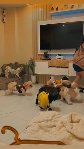 346K views · 5.1K reactions | Ang paboritong tweats ng mga pango. Period! Dito ka bili: https://shp.ee/e57wm4d Number 4 best selling treats sa shapipi  | Shang Pooches | Facebook