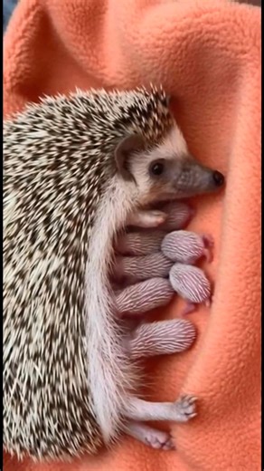 Baby hedgehogs feeding time. Look at those tiny wiggles. Type "Heart" if this melts your heart! #hedgehog | The Daily Hedgehog Show