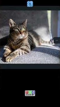 Generative Upscale in Upsayl ITS FREE DOWNLOAD IT👍👌👌👌❤️