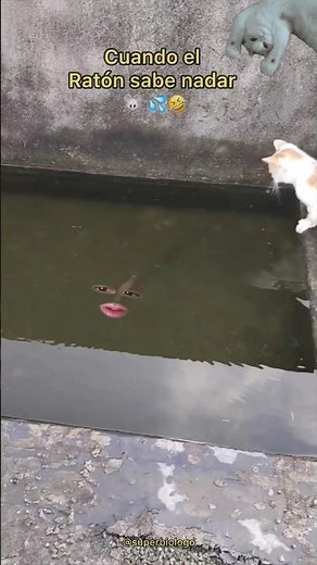 Mouse Escaping from a Cat 🐈 🐭😹 | Unexpected Ending 🤪