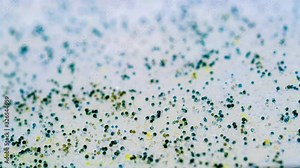 Mold growth. fungi growing on food time lapse