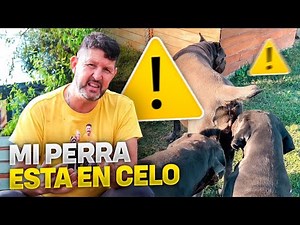 MI PERRA ESTA EN CELO