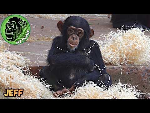 Little Chimpanzee Jeff Showing Off ! 🐵😆 #chesterzoo #chimp