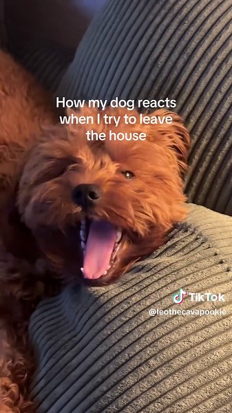 Dramatic Cavapoo's Reaction When Leaving the House