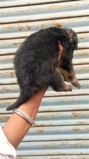 German Shepherd puppy booking open strong bloodline vaccinated trained ready contact now fast