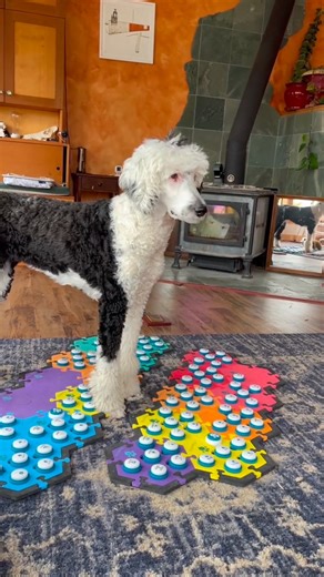 Dogs take note: this is how you teach your human to fetch! 🥰 | Whataboutbunny