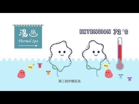 (6) 聚合酶連鎖反應_原理 (動畫)