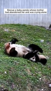 633K views · 13K reactions | Rescue a baby panda whose mother had abandoned her and was crying alone #rescue #animal #rescueanimals #animalsoftiktok #panda | Thrift City | Facebook