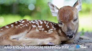 National Napping day's cutest contenders