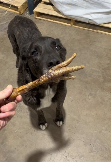 Wild Wolf Odin’s Nutrition with USA Turkey Feet