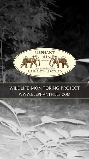 🌿📸 Capturing Elusive Tapir: Despite poor eyesight, it's a master of smell and hearing. Its black coat with white-tipped ears is nature's camouflage in Southeast Asia's lush rainforests. #cameratrap #wildlifeonearth #Thailand #khaosok #khaosoklake #ElephantHills #wildlifemornitoring #tapir | Elephant Hills