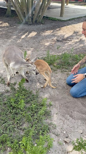 1.9M views · 67K reactions | Health Check FormThe Baby Roo! 7lbs looking good! Come visit! Book now at AnimalEDventures.com | Animal EDventure Park & Safari | Facebook