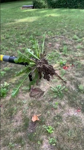 Weed Puller Tool - Eliminate Weeds Easily