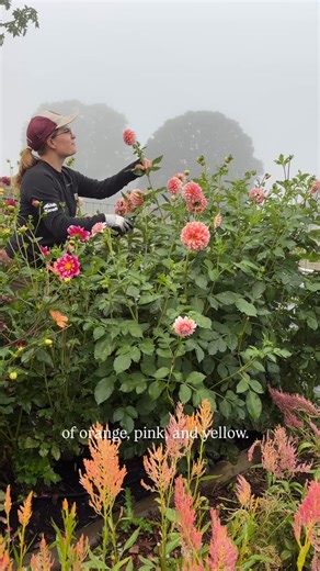 Hayden Smith on Instagram: "Growing flowers for weddings is such an honor but let’s be real, there’s lots of pressure to get it right 😂 these bulk DIY buckets are my way of providing affordable wedding florals without the stress of putting together arrangements. All season, brides have ordered these buckets to design their own bouquets and I think it’s such a lovely idea to personalize a wedding 😍 definitely want to do more of these next year!!"