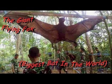 The BIGGEST Bat In The WORLD! **MUST SEE!!**