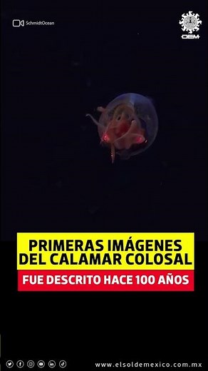 Primera vez en video el Calamar Colosal, un animal que fue descrito hace 100 años