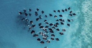 Happy Manta Day!  11 Fun Facts about Manta Rays