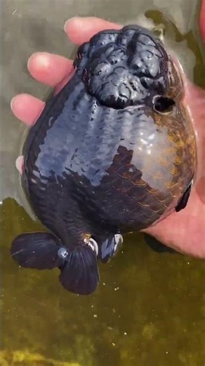 The black RANCHU goldfish is really fascinating #fish #koi #aquarium