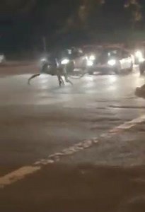 Fake or real ? | Aliens and the Universe