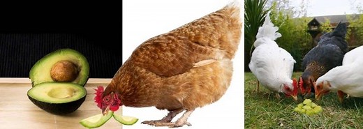 7 Things You Need to Know- Can Chickens Eat Avocado?