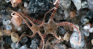 Ophiura robusta, class Ophiuroidea close-up, similar to Asteroidea sea star, type Echinodermata. White sea