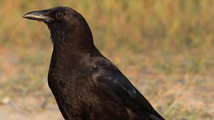 Why crows are awesome and have gotten a bad rap