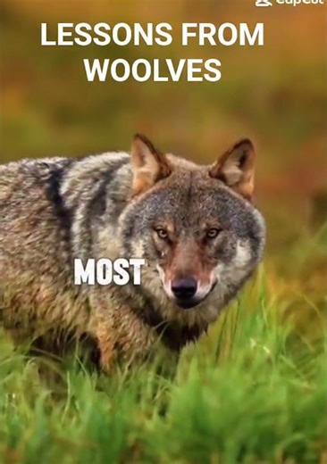 Learn from wolves , they survive the harshest conditions, yet stay strong, loyal, and focus #facts