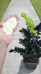 INCREDIBLE! Makes any plant flower and grow 5 times faster (Any plant) | Beautiful Homes & Gardens