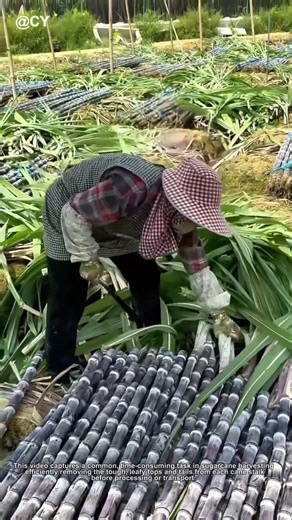 Simple Trick to Cut Sugarcane Faster! 🌾 | Old Method Still Works!