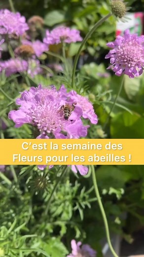 1.2K reactions · 229 shares | Bzzz Bzzz, c’est la semaine des Fleurs pour les abeilles !  Du 31 mai au 9 juin, participez à l’opération en adoptant des plantes mellifères et contribuez à la sauvegarde des abeilles ! ☀️ On vous montre 6 plantes à retrouver chez vos professionnels du végétal pour vos balcons, terrasses et jardins.  Alors en ce mois de juin, on prend soin des petits pollinisateurs en leur offrant des fleurs  | Le végétal, c'est la vie | Facebook