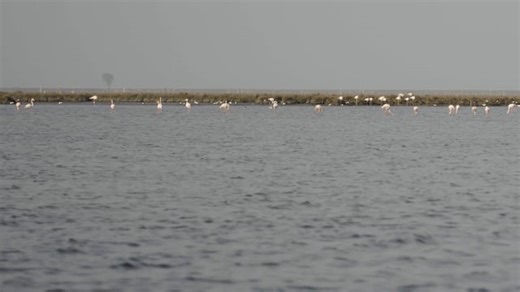 Flamingos, Birds, Flock. Free Stock Video
