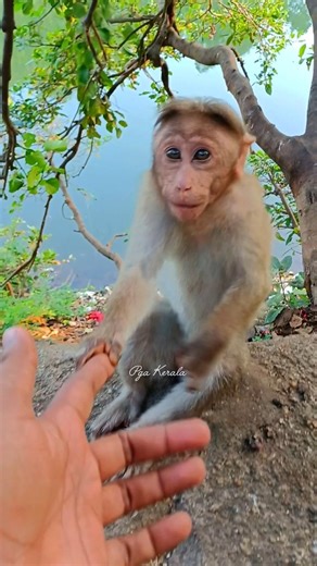 Anyone who sees this baby monkey will love it. monkey. macaca. macaque. bandar. kurangan. monyet.hou