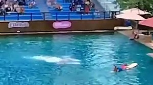 Dolphin attacks trainer during a show at Miami Seaquarium in Florida