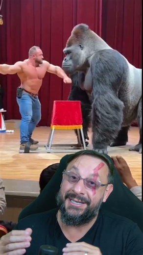 Human vs. gorilla, if it were real the human wouldn't stand a chance #biologisthenrique