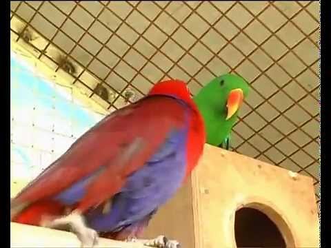 Parrot Facts - Eclectus Parrot dimorphism