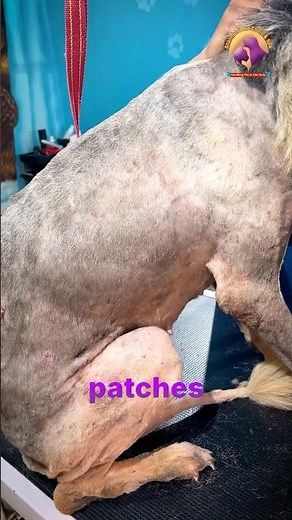 German Shepherd Itching Problem Explained by Vet 🐶 | Dog Skin Treatment in Patna