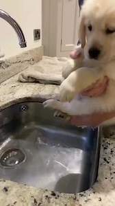 1.4M views · 10K reactions | First bath #petlovers #animalcute #animalfunny #follus #funny #doglover #dogvideo #dog #dogworld #cutedog #funnydog | Follus | Facebook