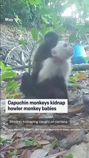 Capuchin monkeys kidnap howler monkey babies