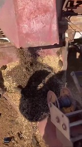 Dozens of mice spill from farm machinery as Australian 'plague' continues