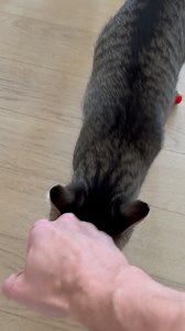 …in full transparency, Arya stopped playing mousey (aka fetch)…for a while. It wasn’t the first time this has happened but it was prob the longest ☹️ I was convinced she had finally outgrown it and it made me really sad. This was one of our favorite activities together 😿 Then, suddenly the other day, she showed up with her mousey, ready to play. She requested I throw it (aka yelled loudly at me) and voila - we’re back in business 🕺🐈. This was from today! I know it probably won’t last forever 