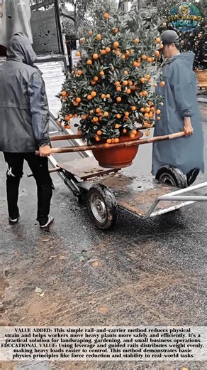 Smart Way to Move Heavy Potted Trees Safely! #shorts