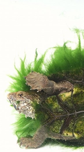 114K views · 2.1K reactions | La tortuga de pantano de Sonora...