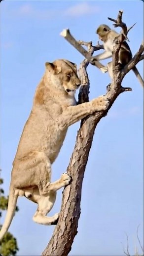 🦁Affe wehrt sich erfolgreich gegen Löwe 🐒 #funnyshorts #löwe #affen