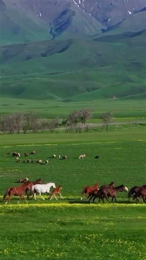 most beautiful and rare horses in the world