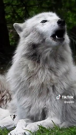 #wolf #wolves #wolfpac #howl #howling #howlingwolf #волк #wild #lopo #lobo #lobos #wolfs #ذئب #ذئاب #عواء #الذئاب